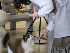 -藏猫猫咖啡主题馆(中央大道店)