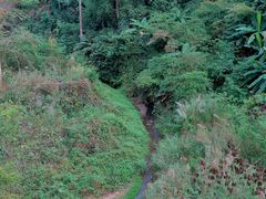 -西双版纳原始森林公园