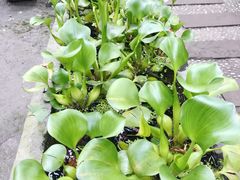 景观位-猪圈咖啡