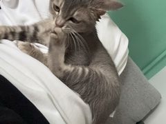 -乖乖宠物医院·猫科·急重症中心(车站北路分院)