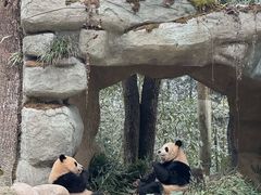 -中国大熊猫保护研究中心雅安碧峰峡基地