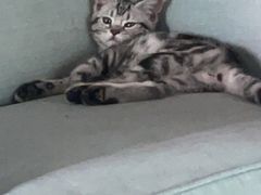 -荔康动物医院(康王北路店)