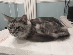 -纳吉亚猫专科动物医院·北北分院