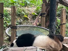 -广州长隆野生动物世界