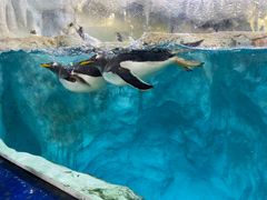 -帝企鹅自助餐厅•儿童岛•真企鹅(长隆企鹅酒店)