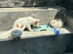 -庭院·冰煮羊·北京涮肉(西单店)