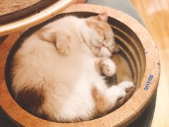 -滚猫咖啡·猫咖·猫友好撸猫(未来城店)