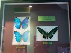 -上海昆虫博物馆