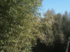 -紫竹院公园冰场