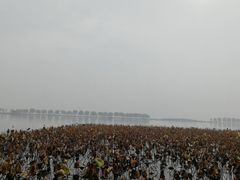 -西湖游船