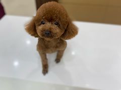 -天宠宠物医院24小时·急重症诊疗中心·全科·腔镜特色(和平分院)