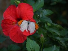 -上海动物园(地铁站)