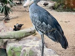 -新加坡飞禽公园