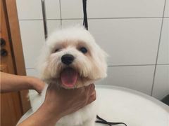 -帕帕拉兹宠物(亚洲旗舰店)