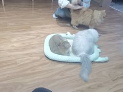 -MOCHA明星猫咖(田子坊店)