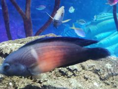 -沈阳海洋探索中心