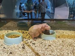 -石家庄海洋公园