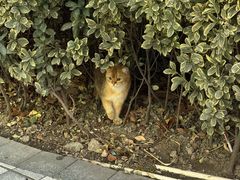 -飞行喵MR PILOT|猫舍·猫咖(静安大融城店)
