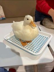 -Moni星球萌宠·小马宝莉·灵蛇·高端高阶全萌宠互动体验俱乐部(红豆国际广场店)