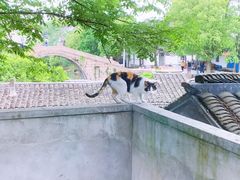 -金泽古镇