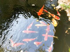 锦鲤池-鲤院·新中式美学·庭院餐厅(夫子庙店)