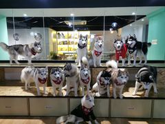 -Husky Go! 哈士奇体验馆·宠物咖啡厅狗咖