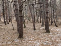 -帽儿山国家森林公园