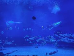 -烟台海昌鲸鲨海洋公园