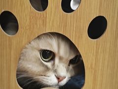 -MOCHA明星猫咖(田子坊店)