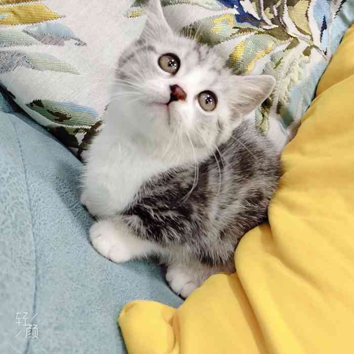 悠米宠物生活会馆-"【项目】洗澡 | 美容 | 食品用品店.