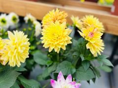 -荷兰花海
