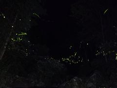 -芦沟竹海
