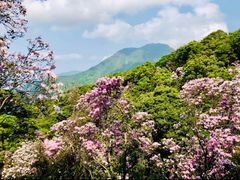 -梧桐山风景名胜区