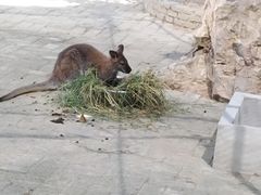 -武汉紫薇都市田园