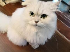 -李小姐の猫咖啡馆(五角场店)