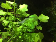 -中环花鸟鱼虫市场