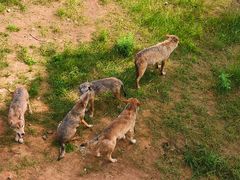 -鄂尔多斯野生动物园