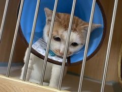 -谐和贝康宠物医院24小时·宠保定点(急重症转诊中心)