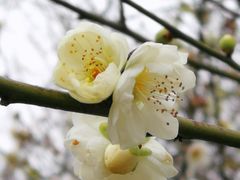 -香雪海
