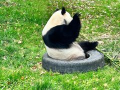 -上海野生动物园