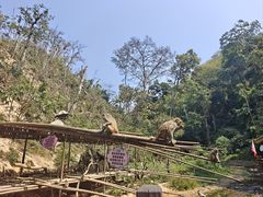 -西双版纳原始森林公园