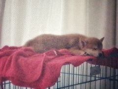 -翊宠yipet猫狗购宠庄园犬舍•猫舍