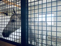 -北京群众马术培训基地