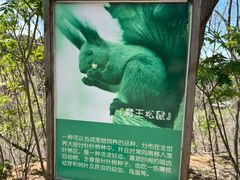 -欢乐松鼠谷