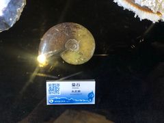-贝壳梦幻世界
