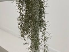 -胶囊画廊
