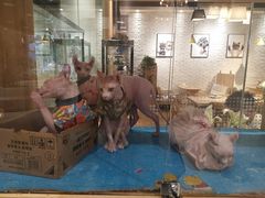 -藏猫猫咖啡主题馆(中央大道店)