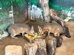 -正佳雨林生态植物园