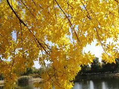 -永定河休闲森林公园