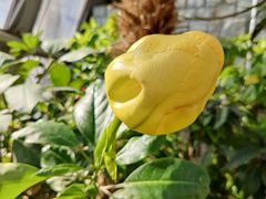 -北京植物园-展览温室